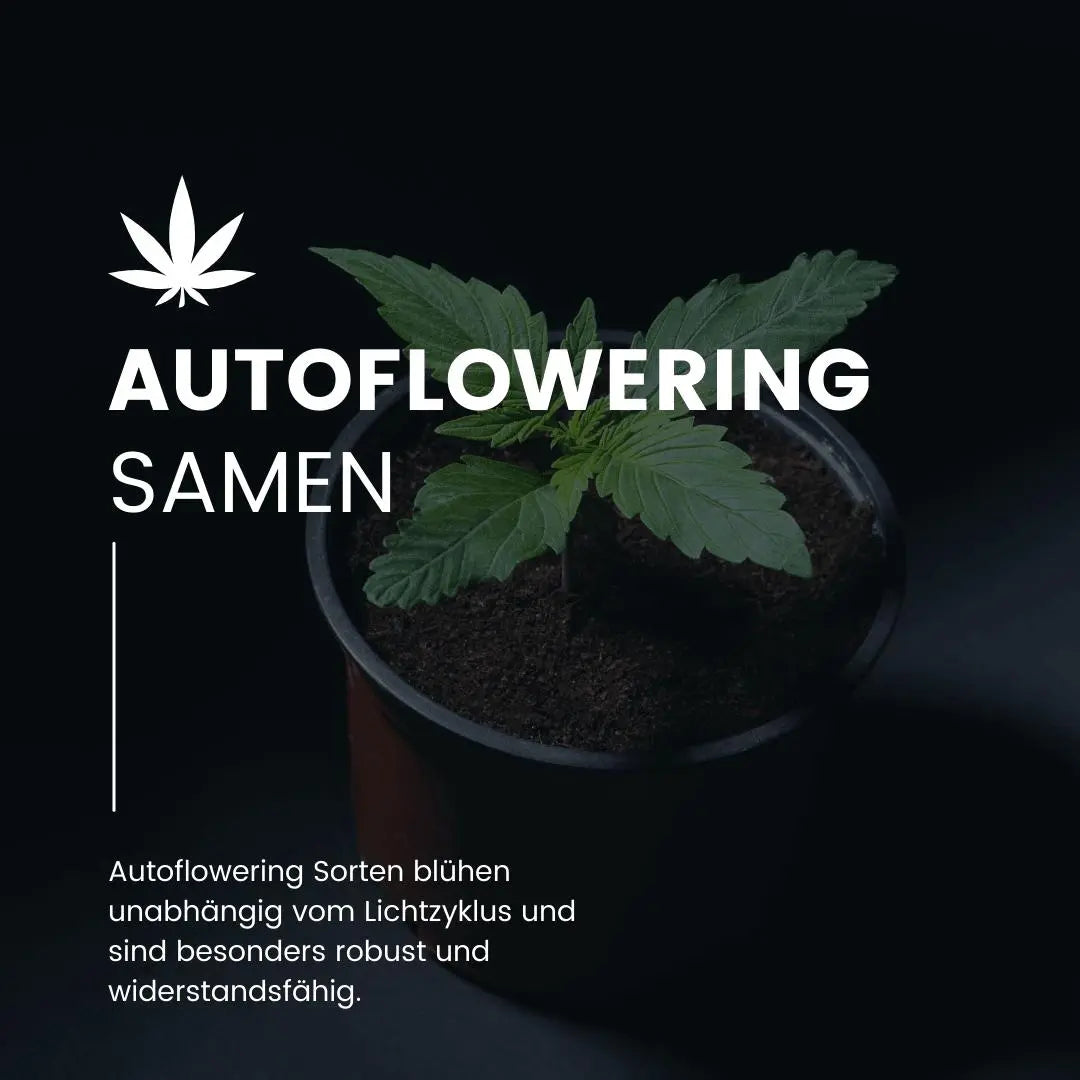 Autoflowering