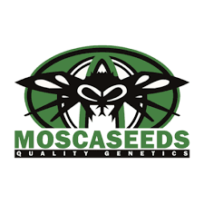 Mosca Seeds