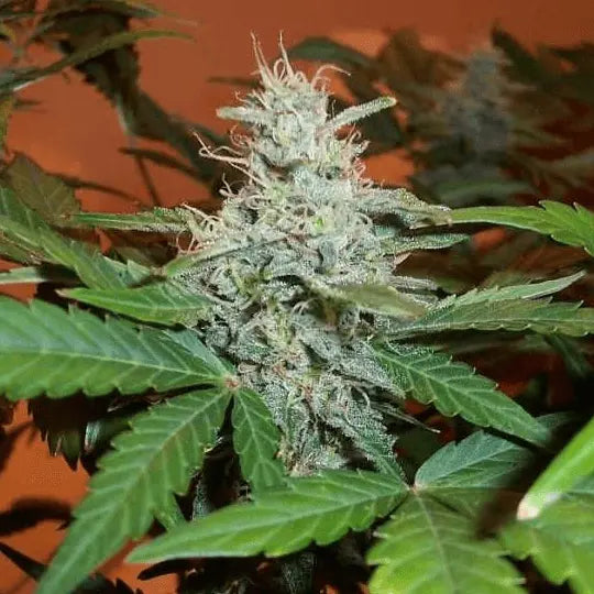 BC Lowryder #2 Auto Feminisiert - HanfHeld