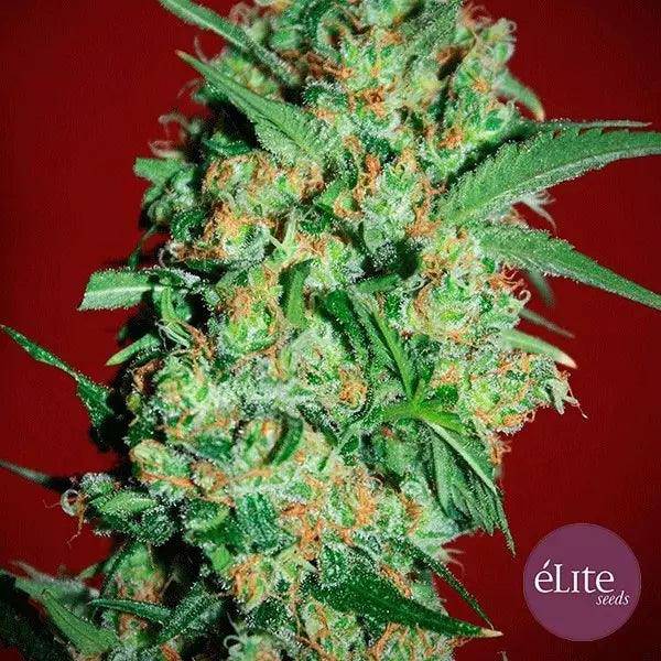 Banana Joint Feminisiert - HanfHeld