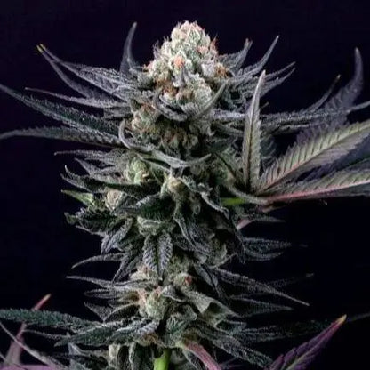 Caramba Feminisiert - HanfHeld