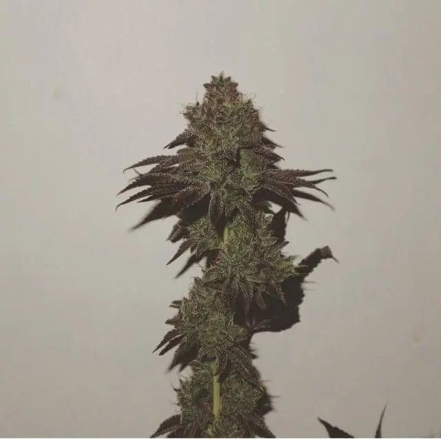 Purple Strawberry Sherbet Feminisiert - HanfHeld