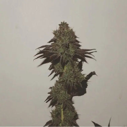 Purple Strawberry Sherbet Feminisiert - HanfHeld