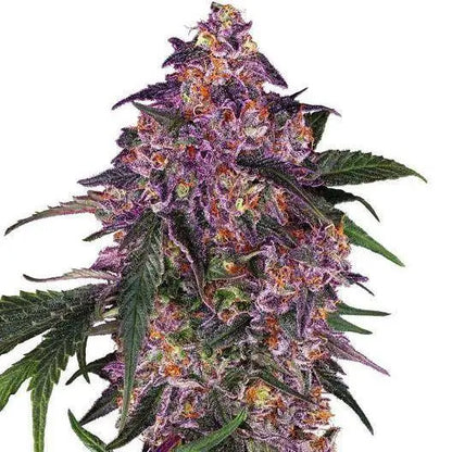 Sensi Purple Kush Feminisiert - HanfHeld