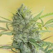 Serious Happiness Regulär - HanfHeld