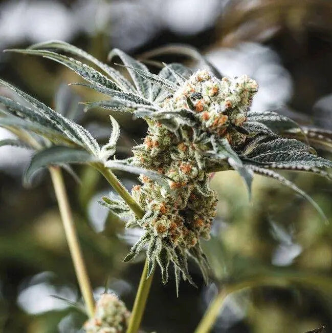 Sundae Punch Feminisiert - HanfHeld