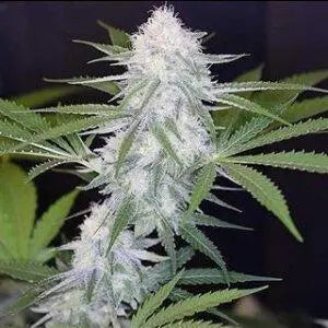 Super Silver Haze Feminisiert - HanfHeld