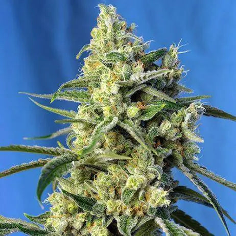 Sweet Amnesia Haze Feminisiert - HanfHeld
