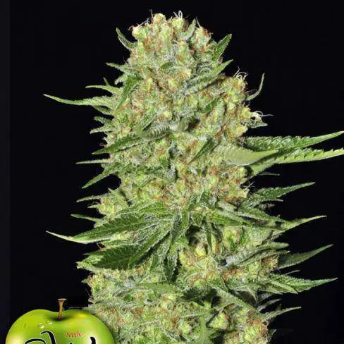 Veneno Feminisiert - HanfHeld