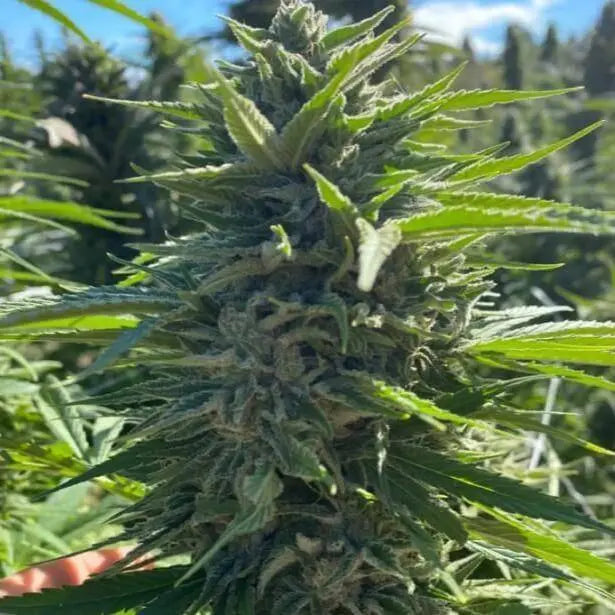 Wedding Cake Auto Feminisiert - HanfHeld