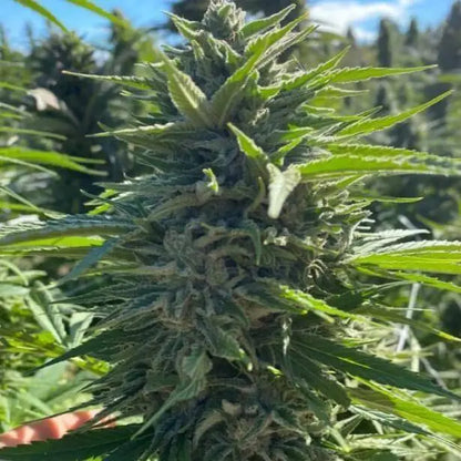 Wedding Cake Auto Feminisiert - HanfHeld