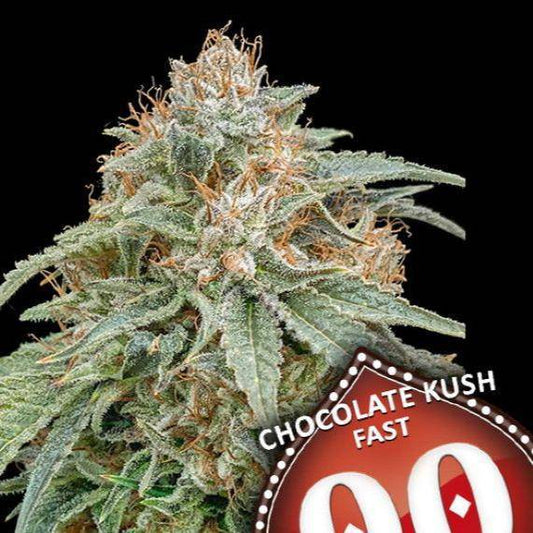 Chocolate Kush FAST Feminisiert