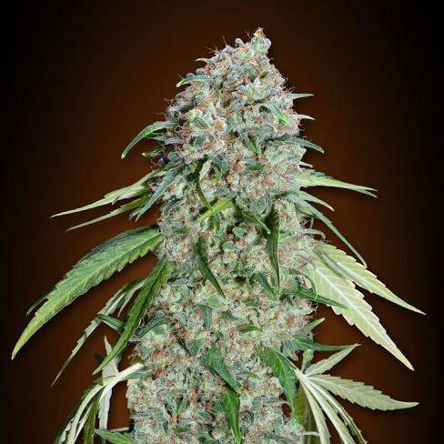 Chocolate Skunk CBD Feminisiert