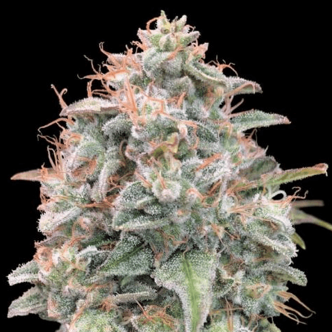 Banana Cookies Auto Feminisiert