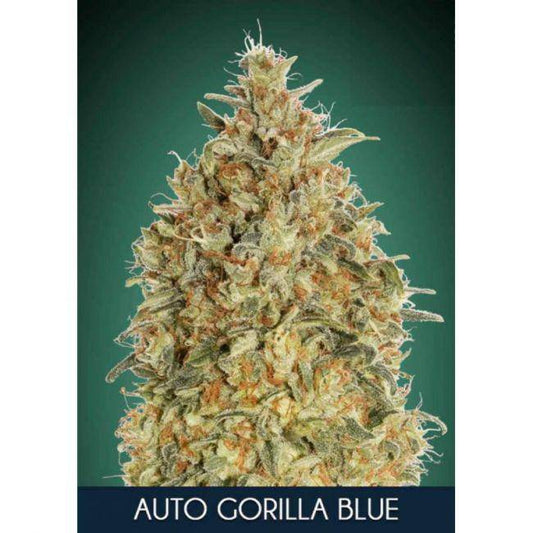 Gorilla Blue Auto Feminisiert