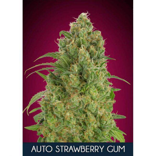 Strawberry Gum Auto Feminisiert