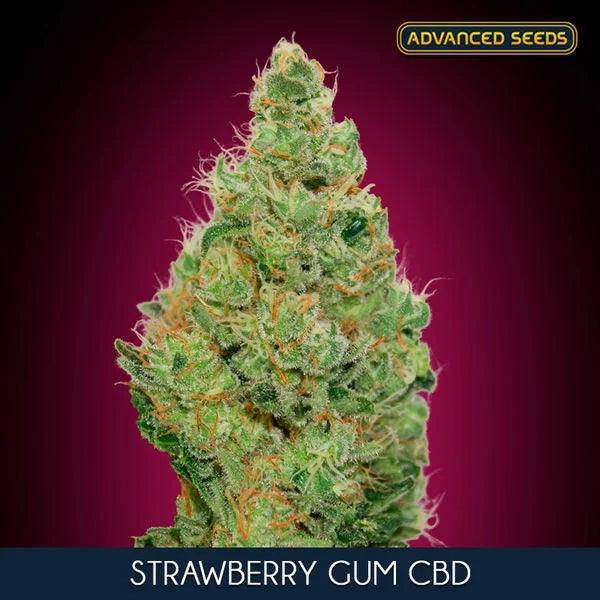 Strawberry Gum CBD Feminisiert