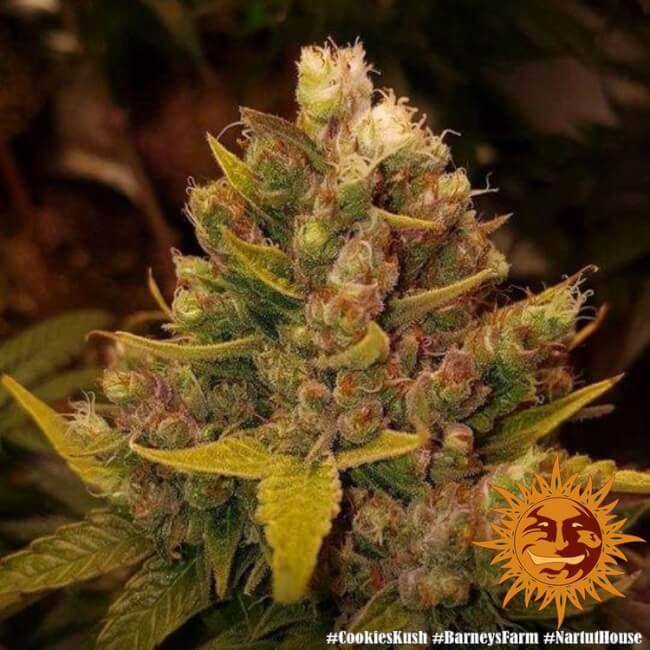 Cookies Kush Feminisiert