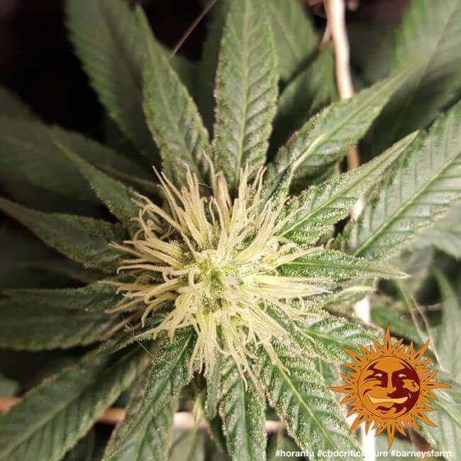 Critical Cure CBD Feminisiert