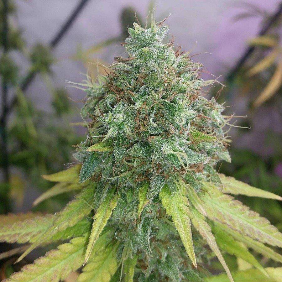 G13 Haze Feminisiert