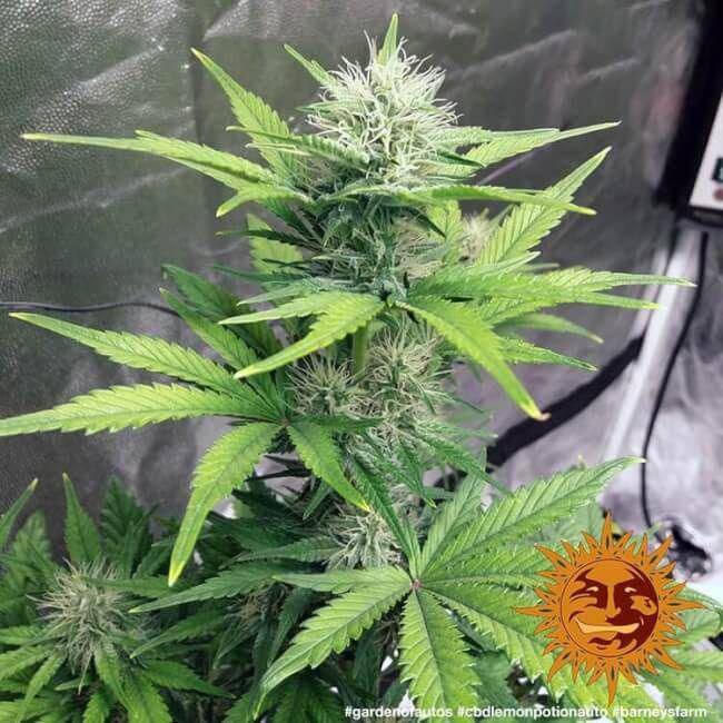 Lemon Potion CBD Auto Feminisiert