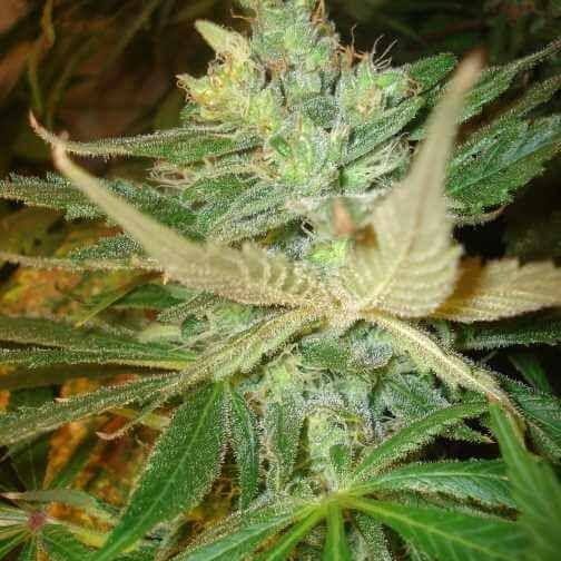 Strawberry Cough Feminisiert