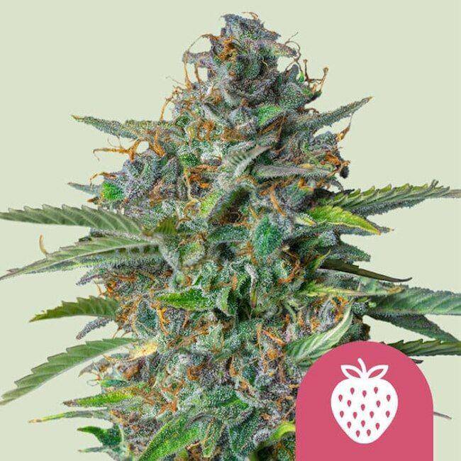 Strawberry Cough Feminisiert