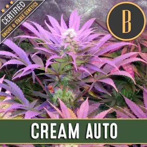 Cream Auto Feminisiert