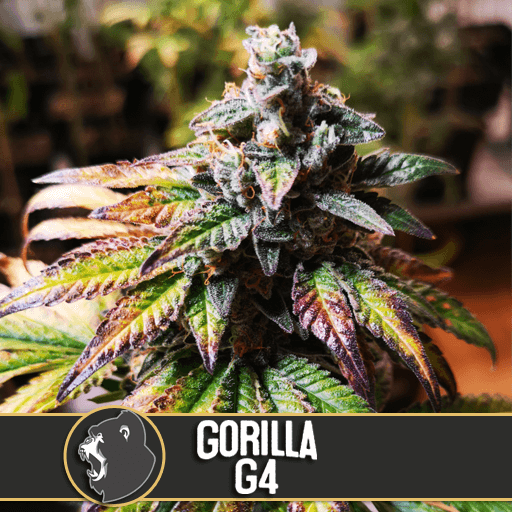 Gorilla Glue #4 Feminisiert