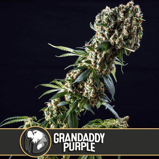 Grandaddy Purple Feminisiert