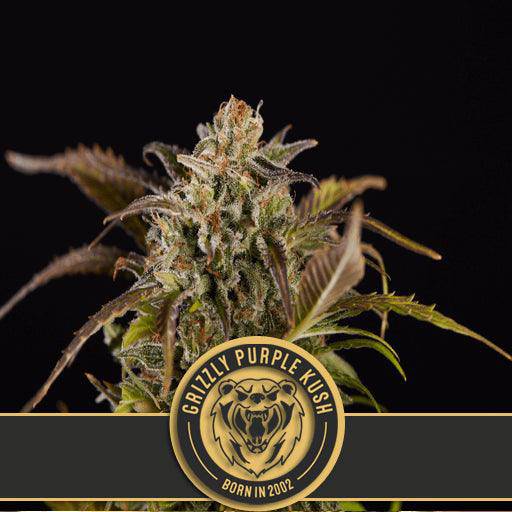 Grizzly Purple Kush Feminisiert