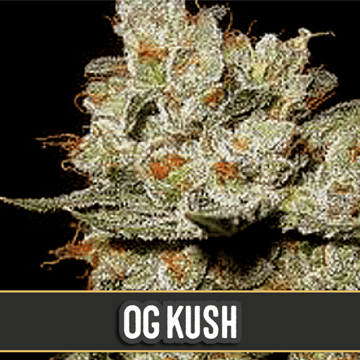 OG's Kush Feminisiert