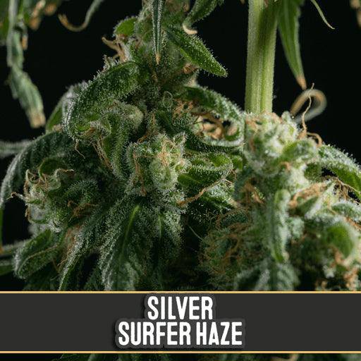 Silver Surfer Haze Feminisiert