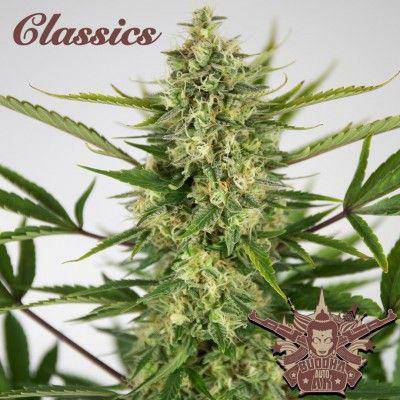 Buddha Classics AK Auto Feminisiert