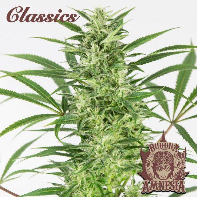 Buddha Classics Amnesia Auto Feminisiert