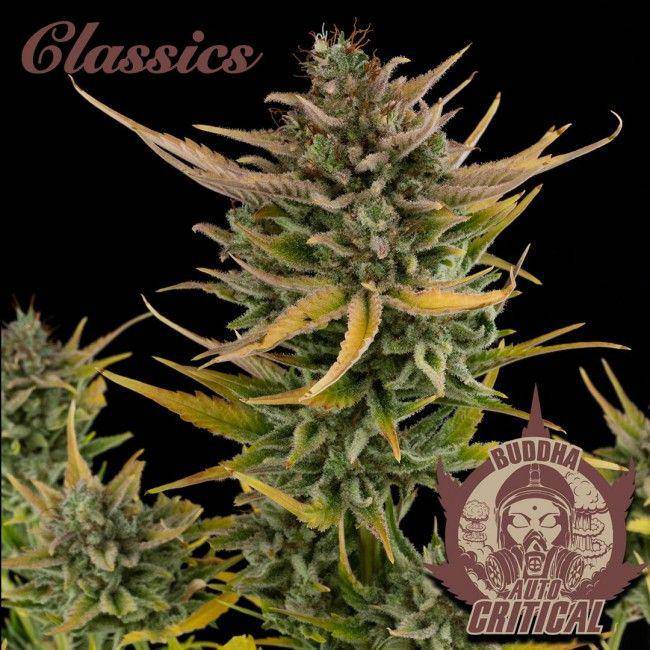 Buddha Classics Critical Auto Feminisiert