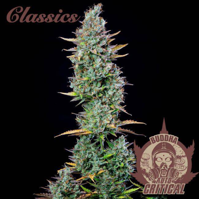 Buddha Classics Critical Auto Feminisiert