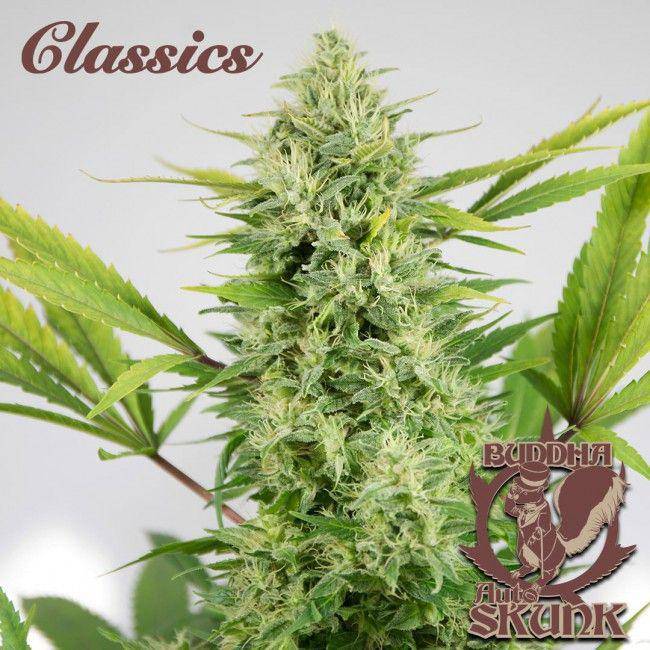 Buddha Classics Skunk Auto Feminisiert