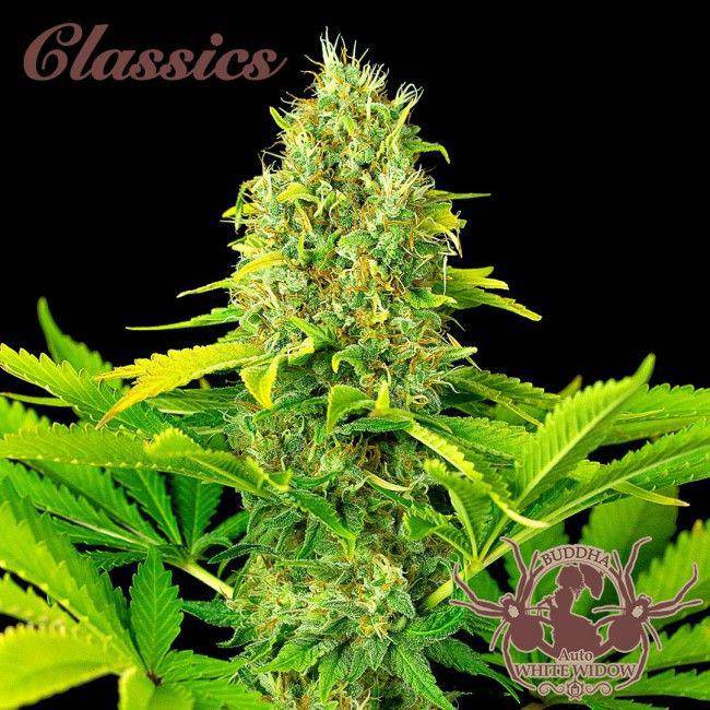 Buddha Classics White Widow Auto Feminisiert