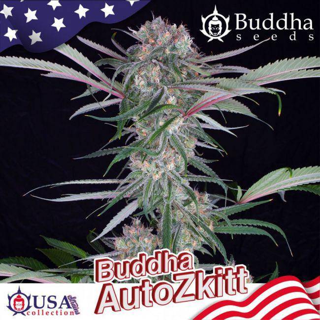 Buddha Zkittlez Auto Feminisiert