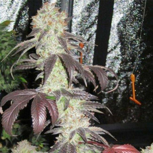 Black Kush Feminisiert