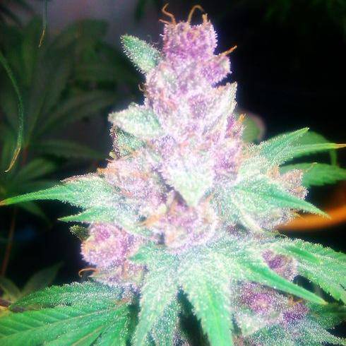 Grape Kush Feminisiert