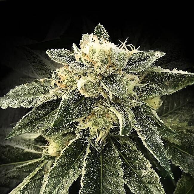 White Chocolope Feminisiert