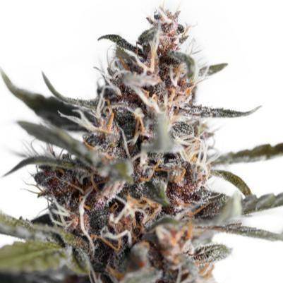 Blackberry Kush Auto Feminisiert