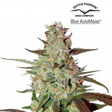 Blue Mazar Auto Feminisiert