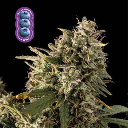 Blueberry Auto Feminisiert