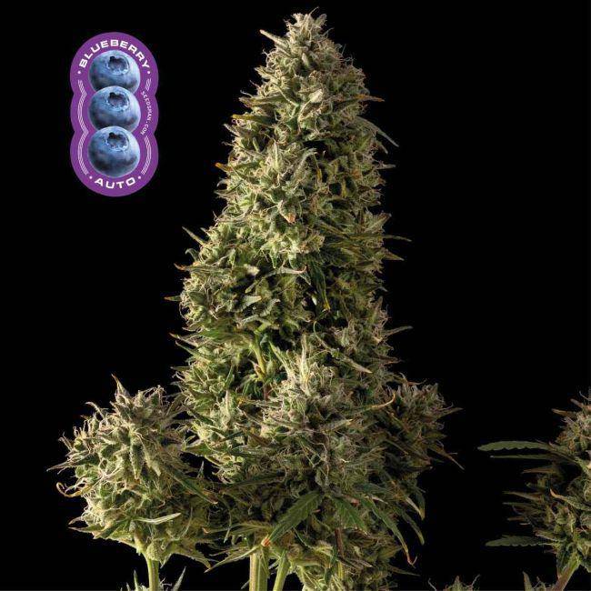 Blueberry Auto Feminisiert