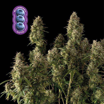 Blueberry Auto Feminisiert