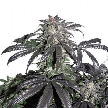 Bubba Island Kush Feminisiert