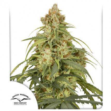 CBD-Victory Auto Feminisiert